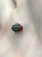 Disonycha latiovittata