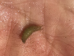 Hydrophilidae