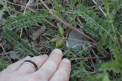 Astragalus crassicarpus