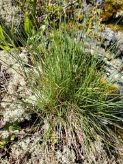 Festuca roemeri