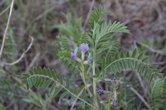 Astragalus crassicarpus