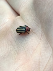 Disonycha latiovittata