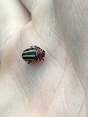 Disonycha latiovittata