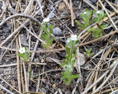 Cryptantha clevelandii