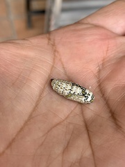 Acronyctodes mexicanaria