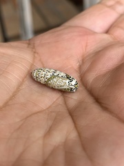 Acronyctodes mexicanaria