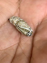 Acronyctodes mexicanaria