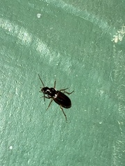 Stenolophus ochropezus