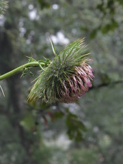 Cirsium pinetorum