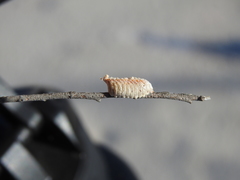 Callimantis