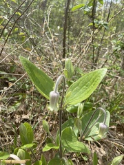 Clematis ochroleuca