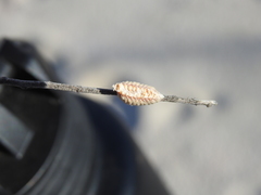 Callimantis