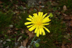 Hieracium glaucinum