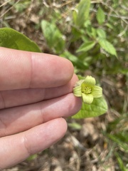 Clematis ochroleuca