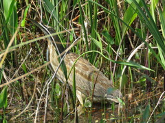 Botaurus lentiginosus image