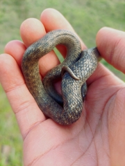 Macroprotodon brevis