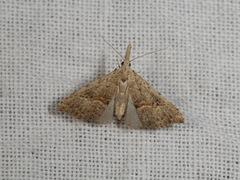 Trigonistis asthenopa