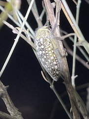 Julodis