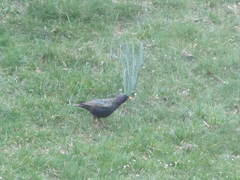 Sturnus vulgaris