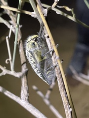Julodis