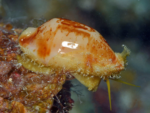 Bistolida stolida observed 2016-12-25