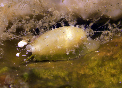Bistolida stolida observed 2015-11-22