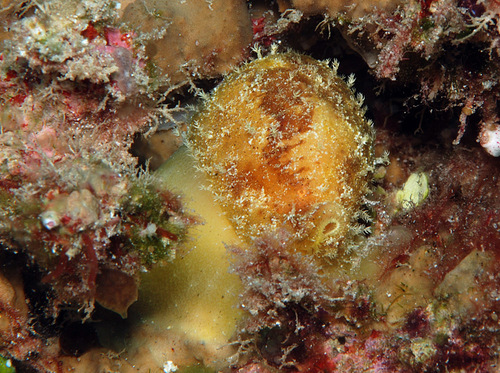 Bistolida stolida observed 2011-09-03
