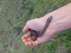 Macroprotodon brevis