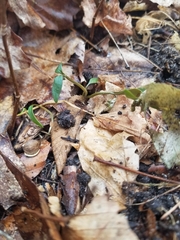 Claytonia caroliniana