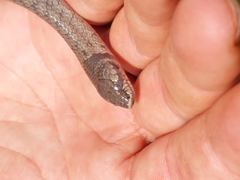 Macroprotodon brevis