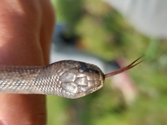 Macroprotodon brevis