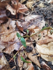Claytonia caroliniana