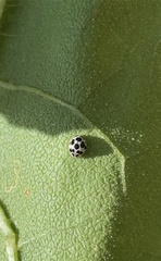 Psyllobora picta