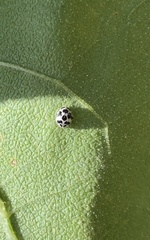 Psyllobora picta