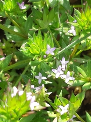 Sherardia arvensis