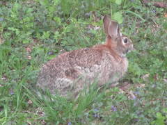 Sylvilagus floridanus