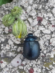 Chrysolina haemoptera