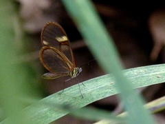Episcada hymenaea hymenaea