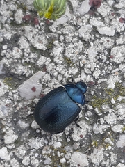 Chrysolina haemoptera