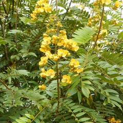 Senna spectabilis