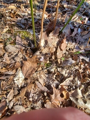 Claytonia caroliniana