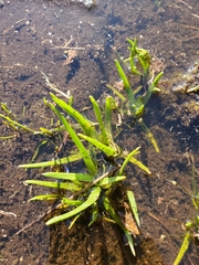 Plagiobothrys figuratus