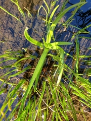 Plagiobothrys figuratus