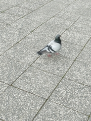 Columba livia domestica