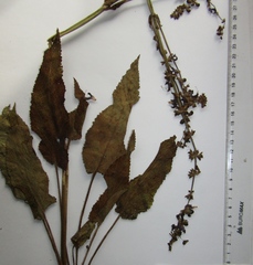 Salvia dumetorum