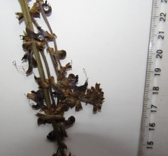 Salvia dumetorum