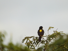 Hemithraupis flavicollis