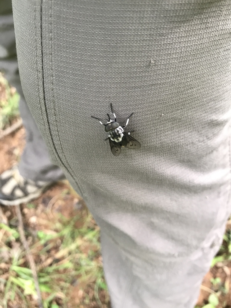 Tabanus trimaculatus