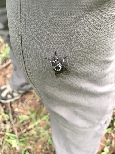 Tabanus trimaculatus
