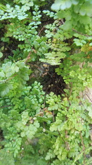 Adiantum capillus-veneris